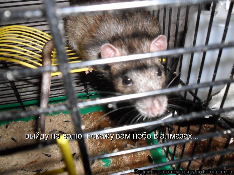 выйду на волю, покажу вам небо в алмазах...... Котоматрица: выйду на волю, покажу вам небо в алмазах...