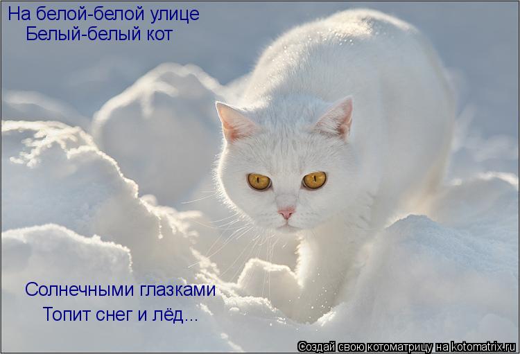 На белой-белой улице Белый-белый кот Солнечными глазками Топит снег и лёд...... Котоматрица: На белой-белой улице Белый-белый кот Солнечными глазками Топит снег и лёд...