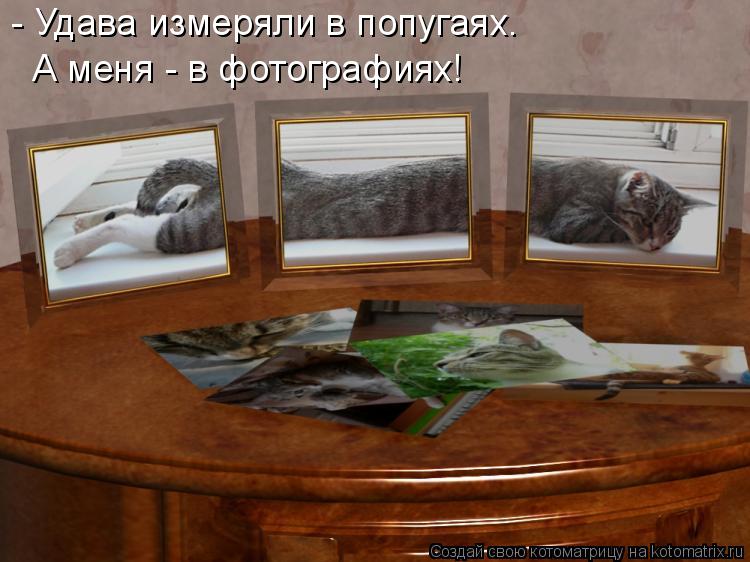 - Удава измеряли в попугаях. А меня - в фотографиях!... Котоматрица: - Удава измеряли в попугаях. А меня - в фотографиях!