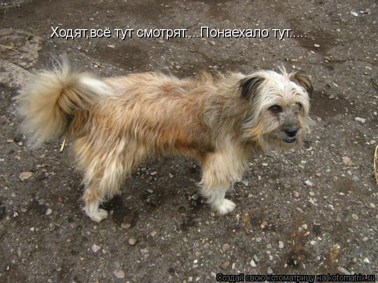 Ходят,всё тут смотрят....Понаехало тут........ Котоматрица: Ходят,всё тут смотрят....Понаехало тут.....