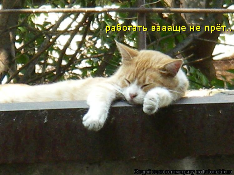работать ваааще не прёт...... Котоматрица: работать ваааще не прёт...