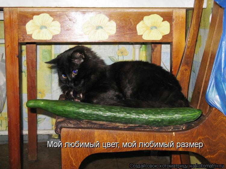 Мой любимый цвет, мой любимый размер... Котоматрица: Мой любимый цвет, мой любимый размер