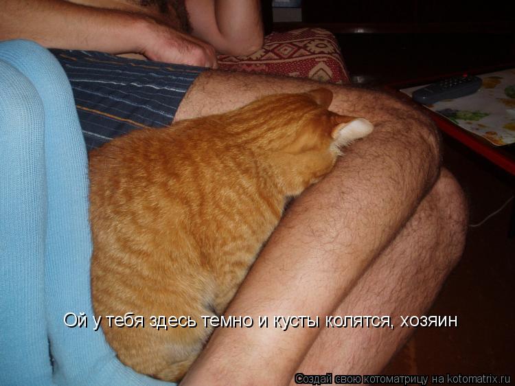 Oй у тебя здесь темно и кусты колятся, хозяин... Котоматрица: Oй у тебя здесь темно и кусты колятся, хозяин