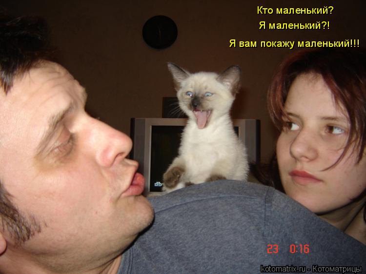 Кто маленький? Я маленький?! Я вам покажу маленький!!!... Котоматрица: Кто маленький? Я маленький?! Я вам покажу маленький!!!