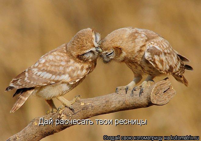 Дай расчесать твои ресницы... Котоматрица: Дай расчесать твои ресницы