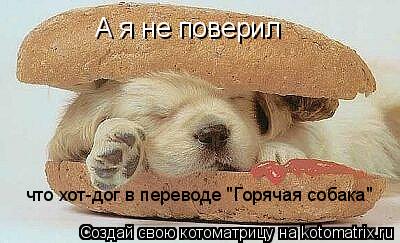 А я не поверил что хот-дог в переводе "Горячая собака"... Котоматрица: А я не поверил что хот-дог в переводе "Горячая собака"