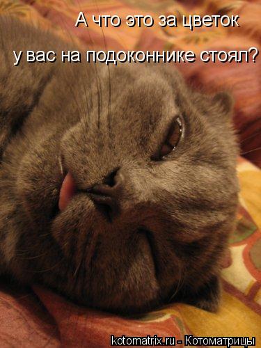 А что это за цветок у вас на подоконнике стоял?... Котоматрица: А что это за цветок у вас на подоконнике стоял?