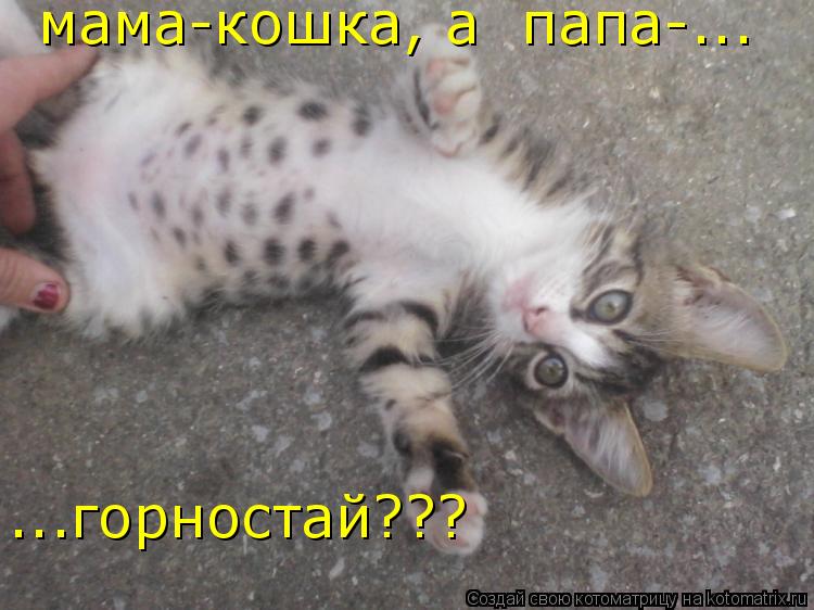 мама-кошка, a папа-... ...горностай???... Котоматрица: мама-кошка, a папа-... ...горностай???