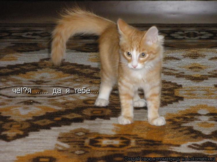 чё!?я ...... да я тебе....... Котоматрица: чё!?я ...... да я тебе....
