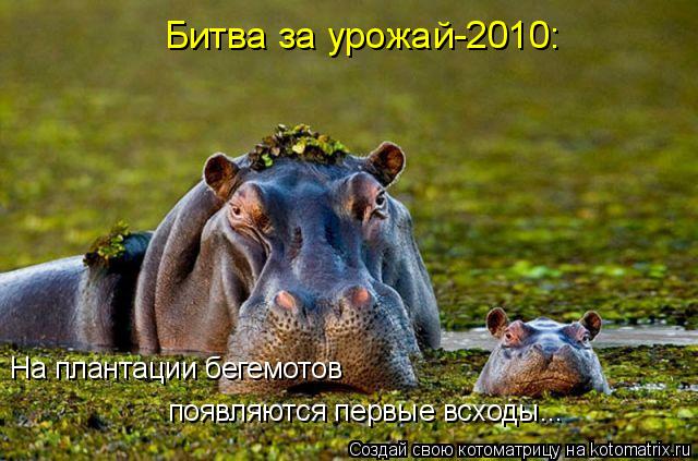 На плантации бегемотов появляются первые всходы... Битва за урожай-2010:... Котоматрица: На плантации бегемотов появляются первые всходы... Битва за урожай-2010: