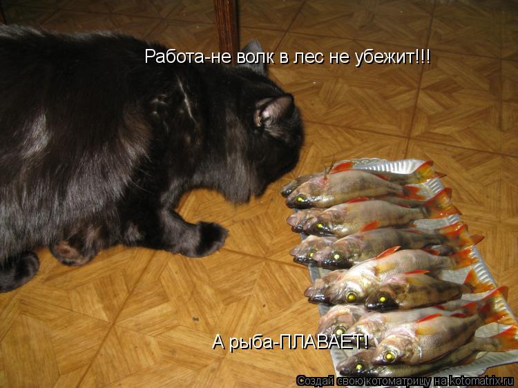 Работа-не волк в лес не убежит!!! А рыба-ПЛАВАЕТ!... Котоматрица: Работа-не волк в лес не убежит!!! А рыба-ПЛАВАЕТ!