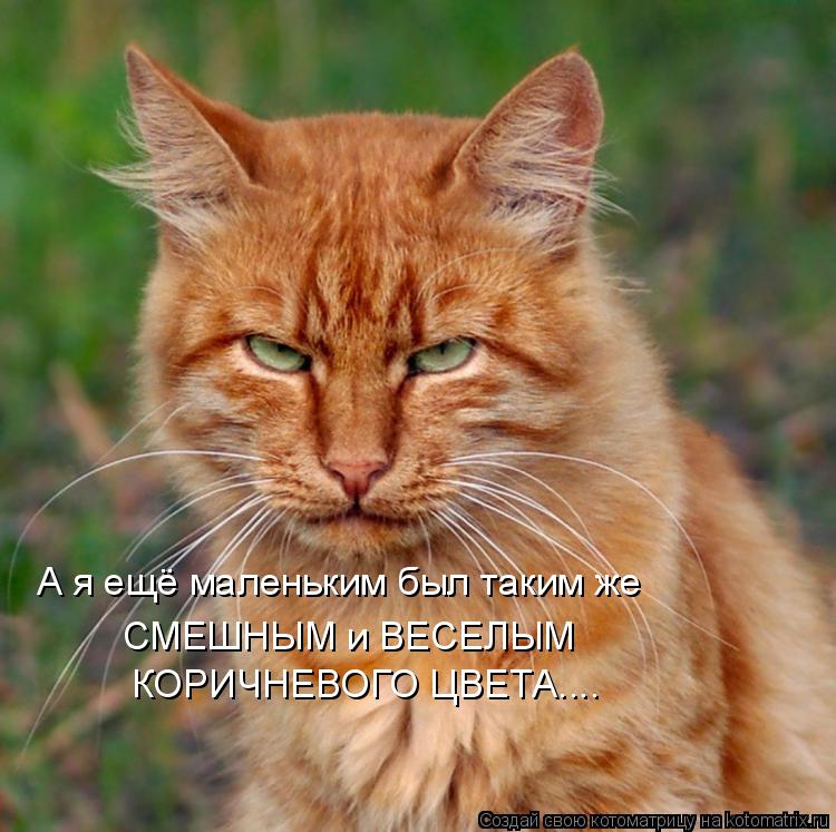 А я ещё маленьким был таким же СМЕШНЫМ и ВЕСЕЛЫМ КОРИЧНЕВОГО ЦВЕТА....... Котоматрица: А я ещё маленьким был таким же СМЕШНЫМ и ВЕСЕЛЫМ КОРИЧНЕВОГО ЦВЕТА....