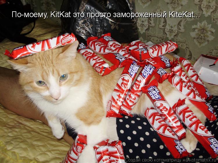 По-моему, KitKat это просто замороженный KiteKat...... Котоматрица: По-моему, KitKat это просто замороженный KiteKat...