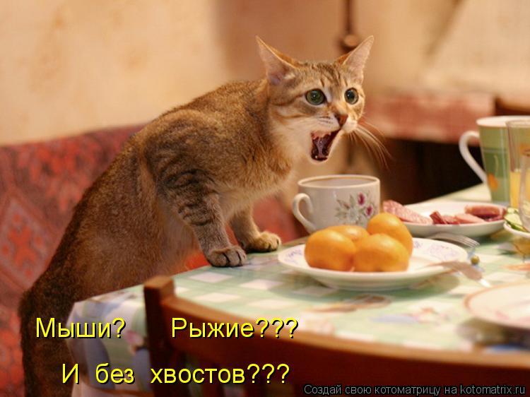 Мыши? Рыжие??? И без хвостов???... Котоматрица: Мыши? Рыжие??? И без хвостов???