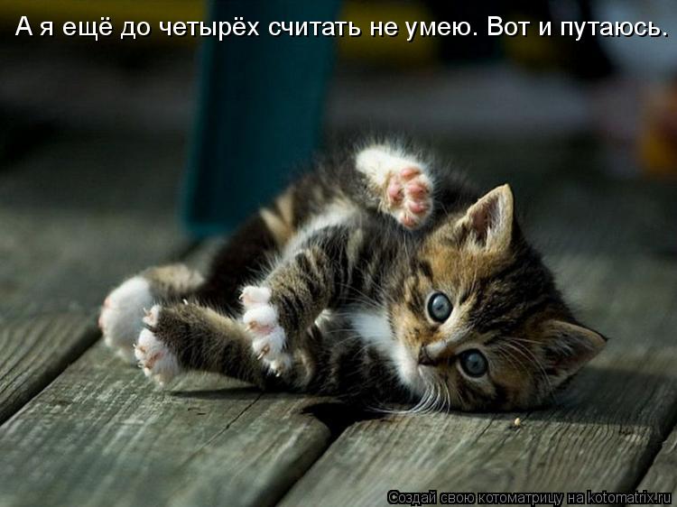 А я ещё до четырёх считать не умею. Вот и путаюсь.... Котоматрица: А я ещё до четырёх считать не умею. Вот и путаюсь.