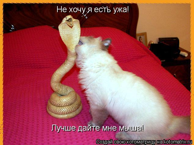 Не хочу я есть ужа! Лучше дайте мне мыша!... Котоматрица: Не хочу я есть ужа! Лучше дайте мне мыша!