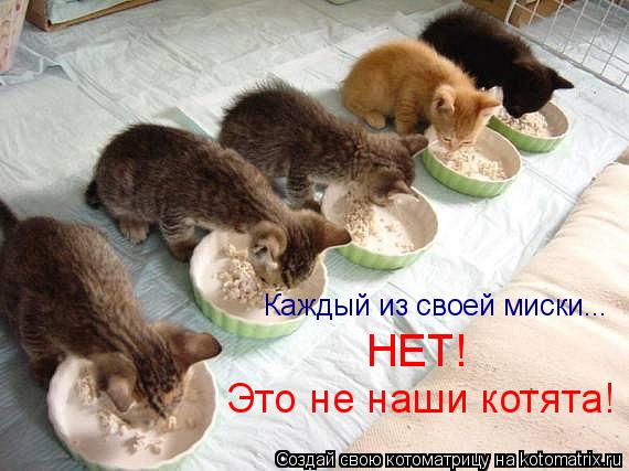 Каждый из своей миски... НЕТ! Это не наши котята!... Котоматрица: Каждый из своей миски... НЕТ! Это не наши котята!