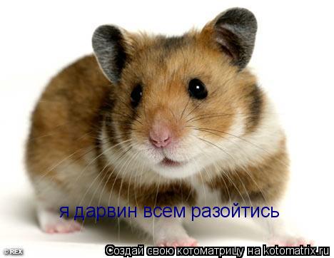 я дарвин всем разойтись... Котоматрица: я дарвин всем разойтись