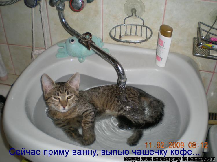 Сейчас приму ванну, выпью чашечку кофе...... Котоматрица: Сейчас приму ванну, выпью чашечку кофе...