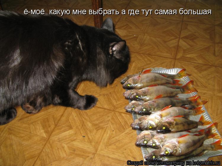 ё-моё какую мне выбрать а где тут самая большая... Котоматрица: ё-моё какую мне выбрать а где тут самая большая