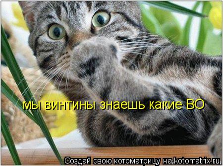 мы винтины знаешь какие ВО... Котоматрица: мы винтины знаешь какие ВО