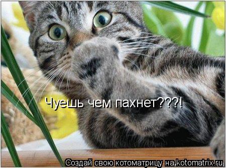 Чуешь чем пахнет???!... Котоматрица: Чуешь чем пахнет???!