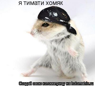 я тимати хомяк... Котоматрица: я тимати хомяк