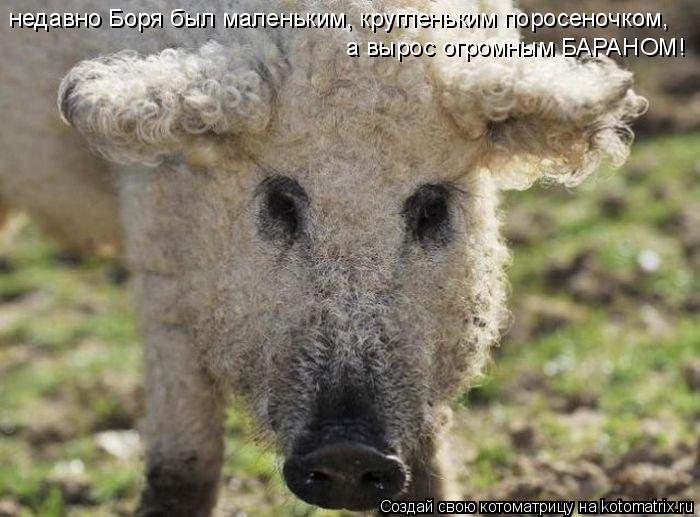 недавно Боря был маленьким, кругленьким поросеночком, а вырос огромным БАРАНОМ!... Котоматрица: недавно Боря был маленьким, кругленьким поросеночком, а вырос огромным БАРАНОМ!