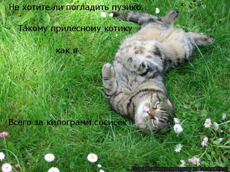 Не хотите ли погладить пузико Такому прилесному котику как я Всего за килограмм сосисек... Котоматрица: Не хотите ли погладить пузико Такому прилесному котику как я Всего за килограмм сосисек