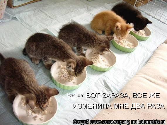 Васька: ВОТ ЗАРАЗА, ВСЕ ЖЕ ИЗМЕНИЛА МНЕ ДВА РАЗА... Котоматрица: Васька: ВОТ ЗАРАЗА, ВСЕ ЖЕ ИЗМЕНИЛА МНЕ ДВА РАЗА