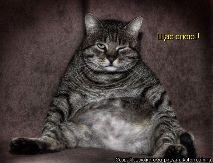 Щас спою!!... Котоматрица: Щас спою!!