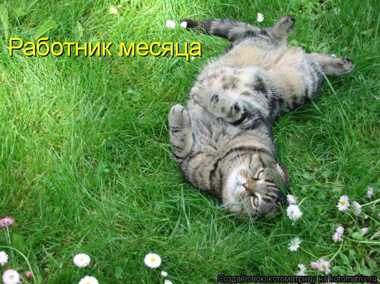 Работник месяца... Котоматрица: Работник месяца