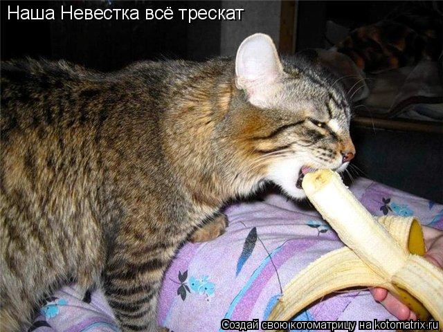 Наша Невестка всё трескат... Котоматрица: Наша Невестка всё трескат