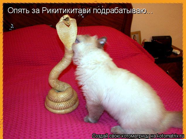 Опять за Рикитикитави подрабатываю...... Котоматрица: Опять за Рикитикитави подрабатываю...