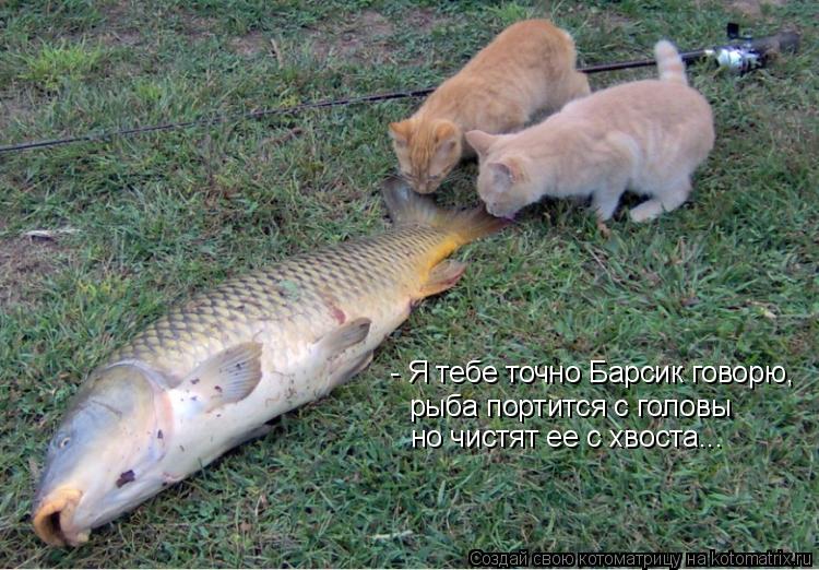 - Я тебе точно Барсик говорю, рыба портится с головы но чистят ее с хвоста...... Котоматрица: - Я тебе точно Барсик говорю, рыба портится с головы но чистят ее с хвоста...