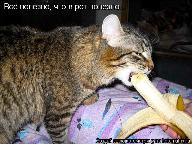 Всё полезно, что в рот полезло...... Котоматрица: Всё полезно, что в рот полезло...