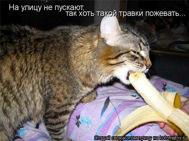 На улицу не пускают, так хоть такой травки пожевать...... Котоматрица: На улицу не пускают, так хоть такой травки пожевать...