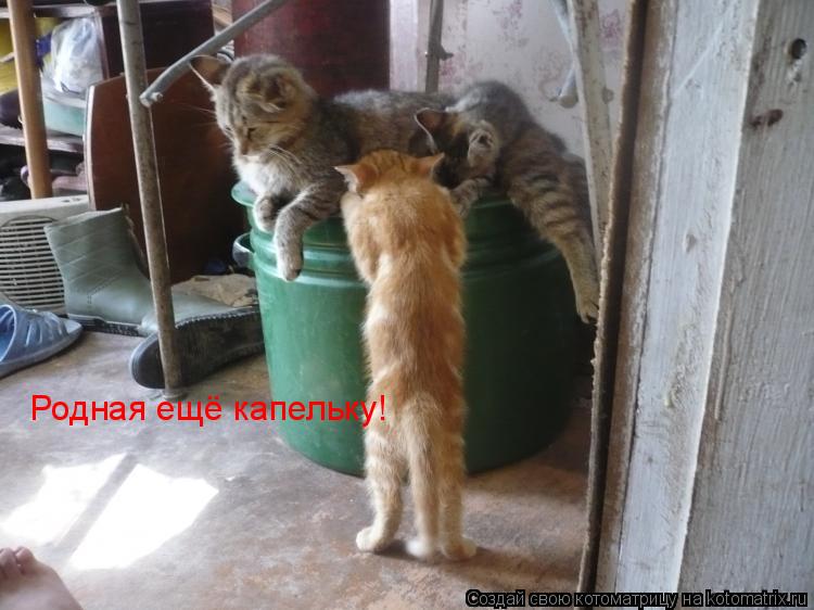 Родная ещё капельку!... Котоматрица: Родная ещё капельку!