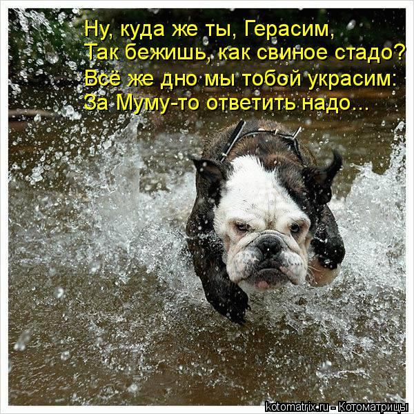 За Муму-то ответить надо... Всё же дно мы тобой украсим: Так бежишь, как свиное стадо? Ну, куда же ты... Котоматрица: За Муму-то ответить надо... Всё же дно мы тобой украсим: Так бежишь, как свиное стадо? Ну, куда же ты, Герасим,