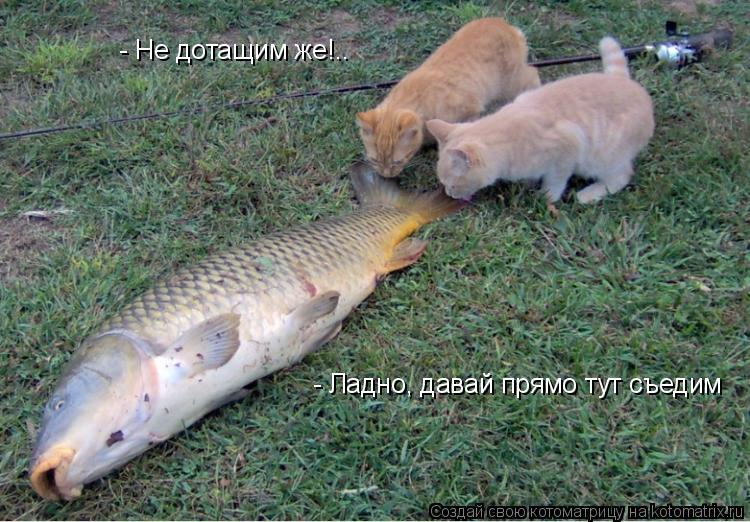 - Не дотащим же!.. - Ладно, давай прямо тут съедим... Котоматрица: - Не дотащим же!.. - Ладно, давай прямо тут съедим