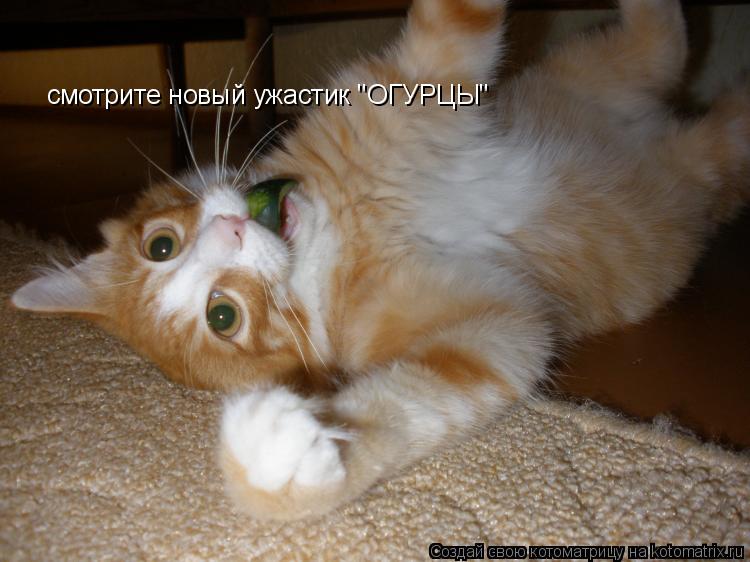 смотрите новый ужастик "ОГУРЦЫ"... Котоматрица: смотрите новый ужастик "ОГУРЦЫ"