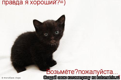 правда я хороший?=) Возьмёте?пожалуйста...... Котоматрица: правда я хороший?=) Возьмёте?пожалуйста...