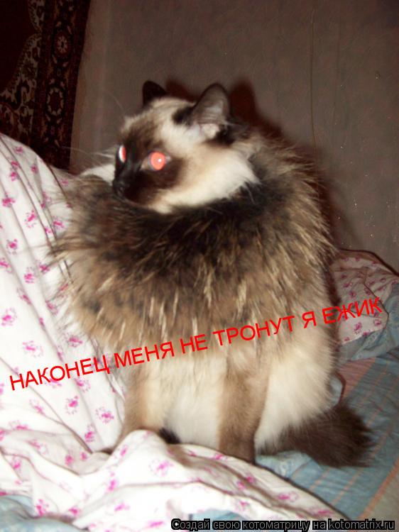 НАКОНЕЦ МЕНЯ НЕ ТРОНУТ Я ЕЖИК... Котоматрица: НАКОНЕЦ МЕНЯ НЕ ТРОНУТ Я ЕЖИК