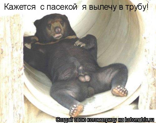 Кажется с пасекой я вылечу в трубу!... Котоматрица: Кажется с пасекой я вылечу в трубу!
