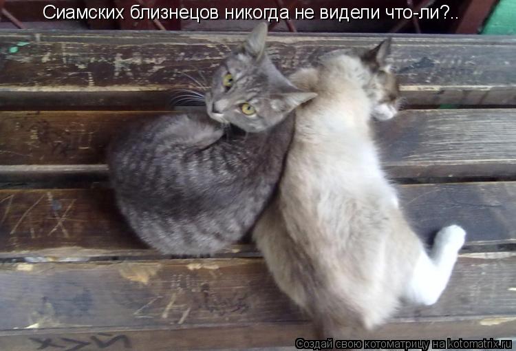 Сиамских близнецов никогда не видели что-ли?..... Котоматрица: Сиамских близнецов никогда не видели что-ли?..
