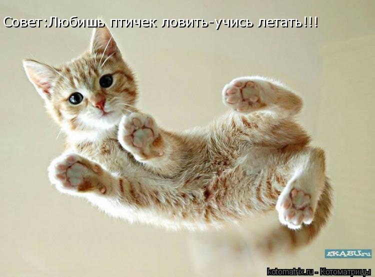 Совет:Любишь птичек ловить-учись летать!!!... Котоматрица: Совет:Любишь птичек ловить-учись летать!!!