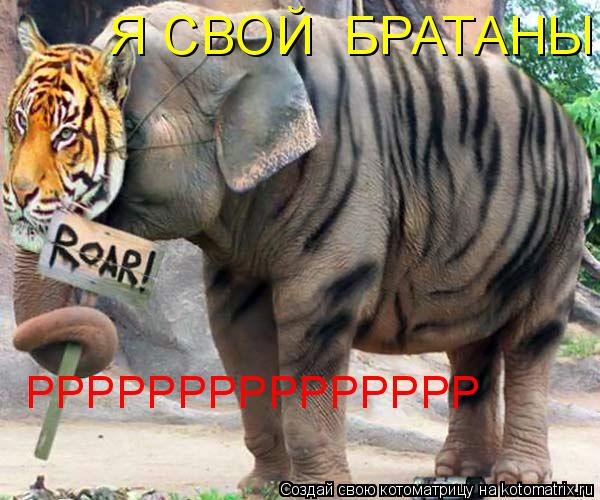 Я СВОЙ БРАТАНЫ РРРРРРРРРРРРРРР... Котоматрица: Я СВОЙ БРАТАНЫ РРРРРРРРРРРРРРР