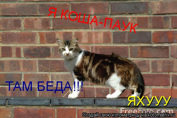 Я КОША-ПАУК ТАМ БЕДА!!! ЯХУУУ... Котоматрица: Я КОША-ПАУК ТАМ БЕДА!!! ЯХУУУ