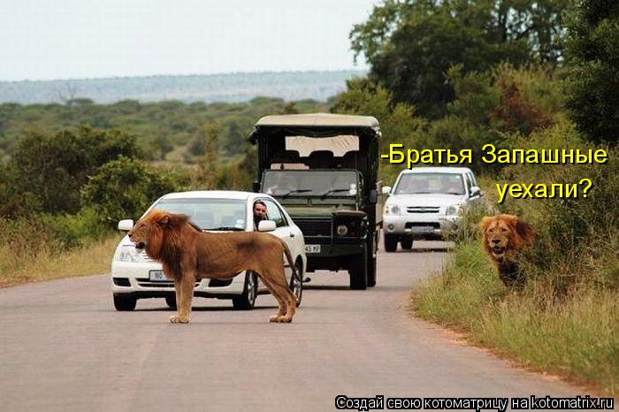 -Братья Запашные уехали?... Котоматрица: -Братья Запашные уехали?