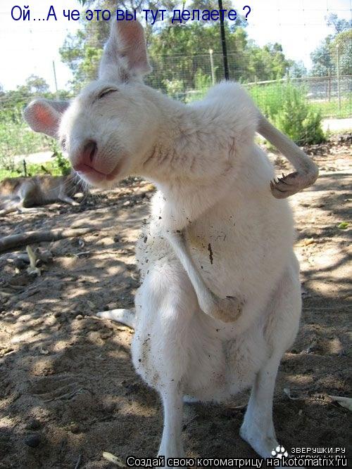Ой...А че это вы тут делаете ?... Котоматрица: Ой...А че это вы тут делаете ?